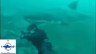 Breakdown: Great White Shark surprises scuba diver