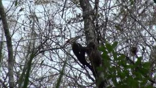 Pileated Woodpecker at "The Slough"