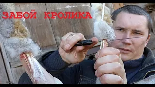 Забой кролика! Разделка и выход мяса! (в домашних условиях)