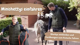 Shettys einfahren Teil 1 - die richtige Ausrüstung und Anfänge an der Doppellonge