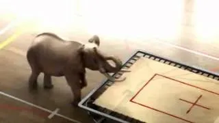 Éléphant trampoline / best stress reliever against covid-19