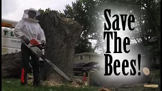 Operation: Save The Bees!