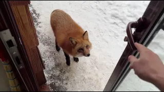 Alice the fox. The shy fox came for a treat.