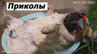 Подборка лучших приколов и неудач, FAIL Compilation #19 | BEST COOL VIDEO