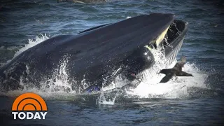 Diver Recounts Almost Being ‘Swallowed’ Alive By Massive Whale | TODAY