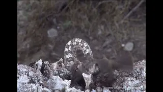 Spider-Tailed Snake Uses Its Tail As A Bait And Hunts A Bird , Pseudocerastes urarachnoides