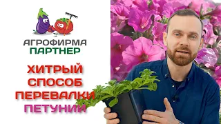 Хитрый способ перевалки петунии