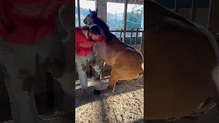 Já pode ou ta cedo?Sexta-feira, galera, cuidado com os coices hein kkkkkkkk 🐴💥