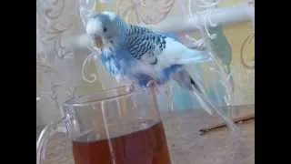 попугай купается в сладком чае
