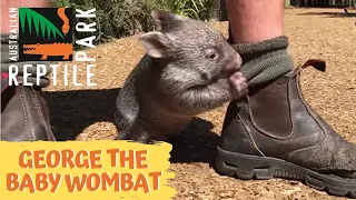 George the baby wombat