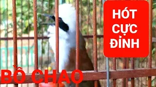 Chim Bồ Chao/ Khướu Đầu Bạc/ Hót Cực Đỉnh@KyHoangTV@kenhchimcanhnew3457