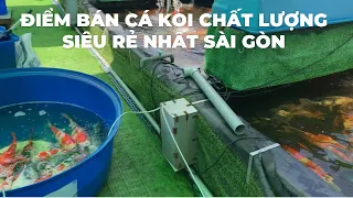 Cá Koi siêu rẻ ở Sài gòn