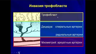 Акушерство. Перинатальная охрана плода и новорожд.; Гипоксия плода и асфиксия новорожденных. Себко