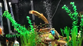 Huge golden dojo loaches