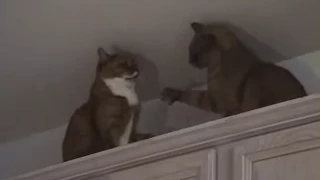 Бой котов / Cat Fight