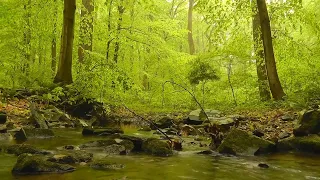 The sound of a river quietly flowing through a fantastic forest [study, sleep, work, healing, ASMR]