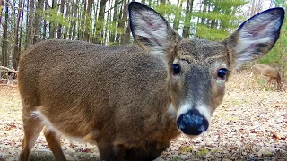 Jan 2023 PA Trail Cam Videos:  Deer, Turkeys, Coyotes, Foxes +