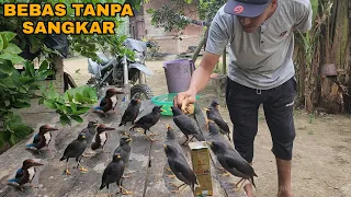 MENGEJUTKAN_ABANG INI SUKSES PELIHARA BURUNG TANPA SANGKAR😵