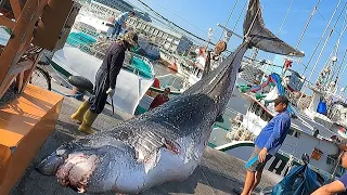 500KG Mega Shark VS Marlin - Amazing monster fish cutting skills