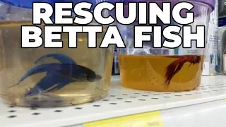 Stop Rescuing Betta Fish From Petsmart, Petco, Walmart, Etc!