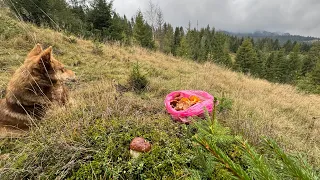 14.11.2023 Hiking on mushrooms on the slopes of the mountain valley of the Carpathians