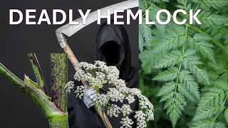 POISON HEMLOCK Identification, Symptoms, Control, Orange County, vs Queen Anne's Lace, Cow's Parsley