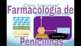 Farmacología de la Amoxicilina y otros antibióticos tipo penicilina