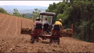 Máquina para plantar mandioca!