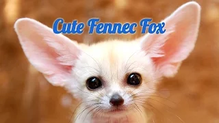 Смешные животные. Лиса фенек || Funny animals. Fennec fox