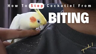 How To Stop Cockatiel From Biting | Ayush Singh