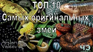 Самые оригинальные и необычные змеи в мире!)