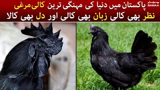 World most expensive black hen in Pakistan -  Ayam Cemani is a rare breed of chicken from Indonesia