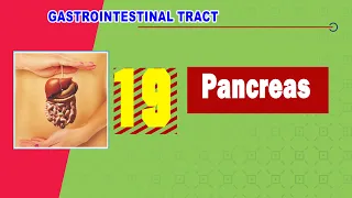 19. Pancreas