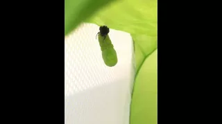 Monarch caterpillar changing into a chrysalis in real time