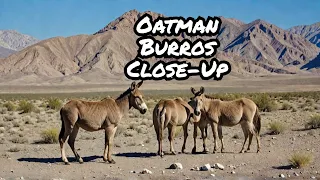 Oatman, Arizona and the Wild Burros!