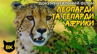 Леопарди та Гепарди - Граціозні хижаки Африки - 4К Документальний фільм про природу