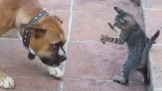 😺 Dog - beware! 🐶 Funny videos with dogs, cats and kittens! 🐱