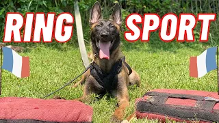 BUILDING THE BELGIAN MALINOIS // 17 WEEKS VS. 7 MONTHS OLD // FRENCH RING BITEWORK // ANDY KRUEGER