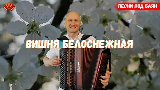 Вишня белоснежная. Баянист Евгений Попов. Песни под баян.