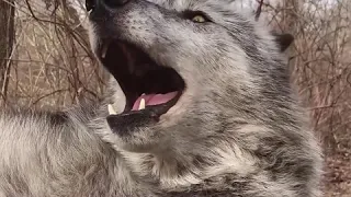 Beautiful Wolf Howls and Howls. And One Last Howl.