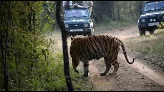 Belara buffer gate. tadoba male tiger matkasur 02/01/022 evening safari