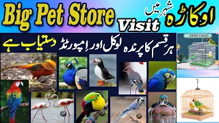 Visit to Best Local and  Imported Pets Birds Shop Okara City  | Pet Store | Food&Nature With AS