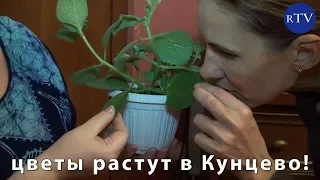 ДОБАВЬ ЗЕЛЕНИ В СВОЮ ЖИЗНЬ ИЛИ ЦВЕТОЧНАЯ КВАРТИРА В КУНЦЕВО! / rublevkaTV