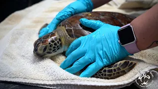 What is Fibropapillomatosis (FP)? | Sea Turtle Inc