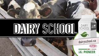 Dairy School: How to make great corn silage