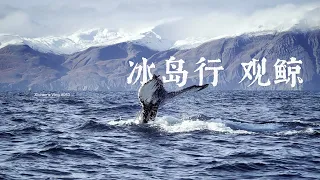 Xichen's Vlog #053 Journey in Iceland: Whale Watching