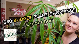 $80 Budget Plant Shopping & Plant Haul! Trader Joe's & Cactus Club - Charlotte, NC Houseplants