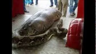 Python Eats A Drunk Man In India.  Real or Fake?
