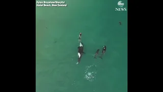 Woman was Swimming by Herself when Suddenly Joined by Three Friendly Killer Whales || GoViral
