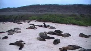Galapagos 2011 Part 2